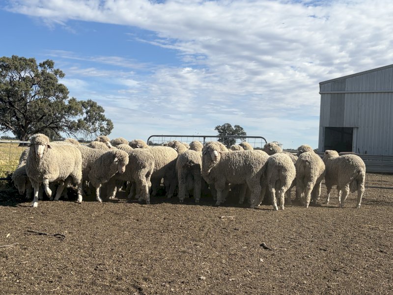 Merino Rams for Sale