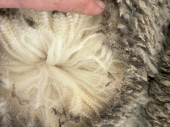 Merino Rams for Sale