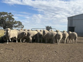 Merino Rams for Sale