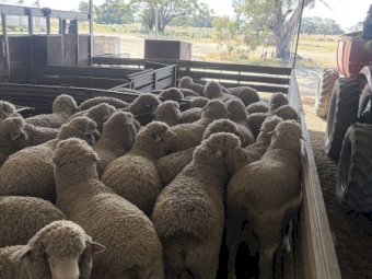 Merino Rams for Sale