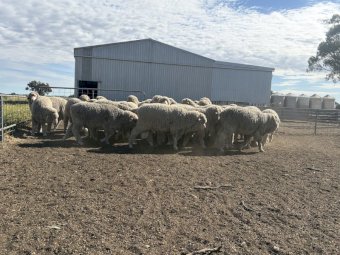 Merino Rams for Sale
