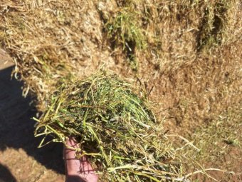 200mt Medic Hay 685kg 8x4x3 Bales (New Season)