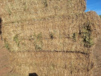 200mt Medic Hay 685kg 8x4x3 Bales (New Season)