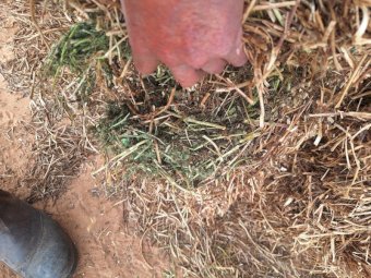 200mt Medic Pasture Hay 650kg 8x4x3 Bales (New Season)