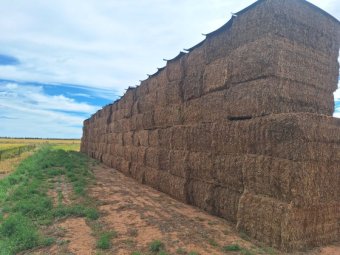 150mt Vetch Hay 650kg 8x4x3 Bales (New Season)