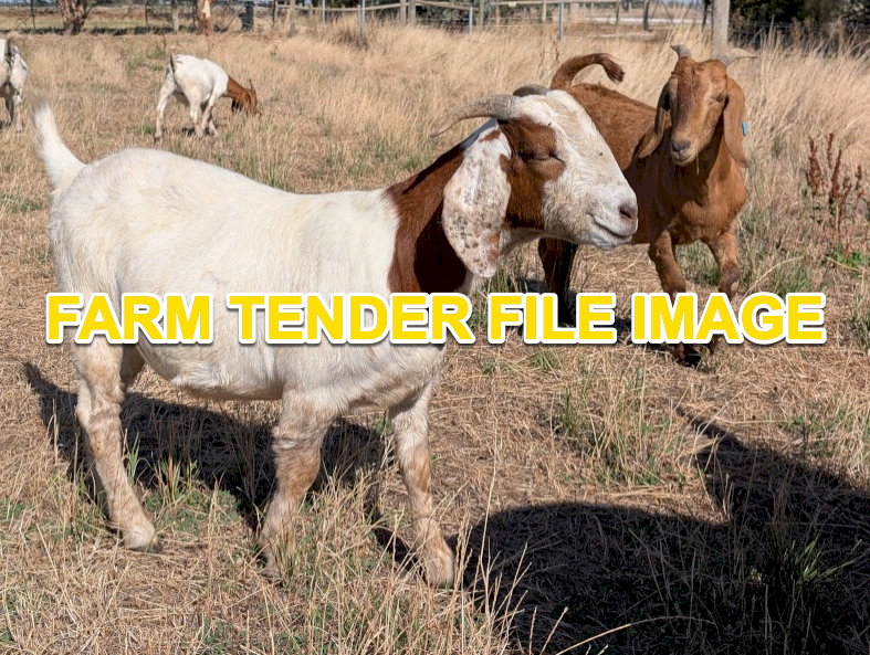 WANTED Male Goats - Wether or Billy