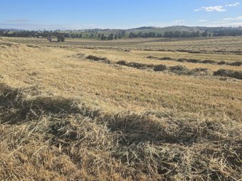 400mt Oaten Hay 550kg 8x4x3 Bales (New Season)