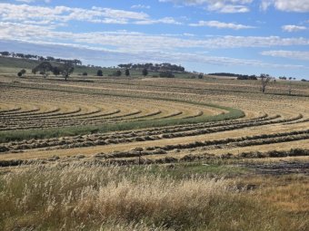 400mt Oaten Hay 550kg 8x4x3 Bales (New Season)