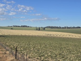 400mt Oaten Hay 550kg 8x4x3 Bales (New Season)