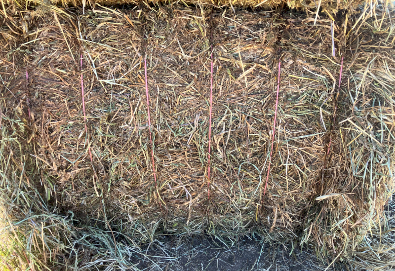 44mt Vetch Hay 550kg 8x4x3 Bales (New Season)