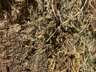 44mt Vetch Hay 550kg 8x4x3 Bales (New Season)