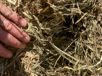 44mt Vetch Hay 550kg 8x4x3 Bales (New Season)
