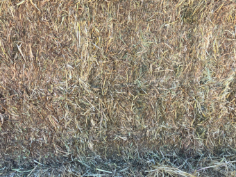 44mt Vetch Hay 550kg 8x4x3 Bales (New Season)