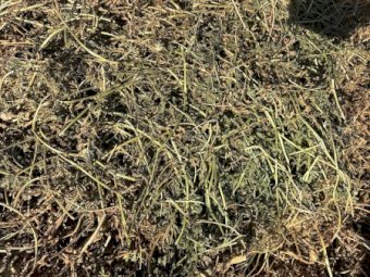 1000mt Vetch Hay  8x4x3 Bales (26/27 Season)