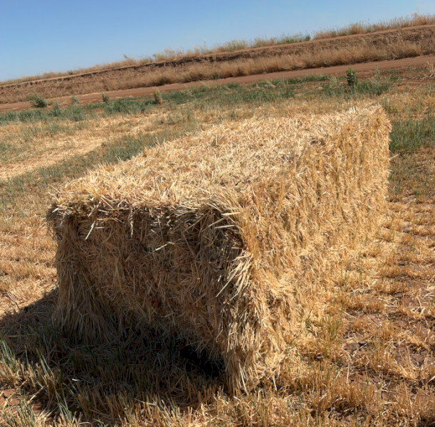 800mt Barley Hay 8x4x3 Bales (New Season)