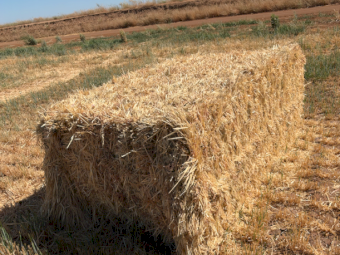 800mt Barley Hay 8x4x3 Bales (New Season)