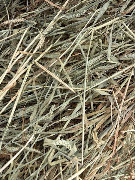 Awnless Wheaten Hay 5x4 Rolls (New Season)