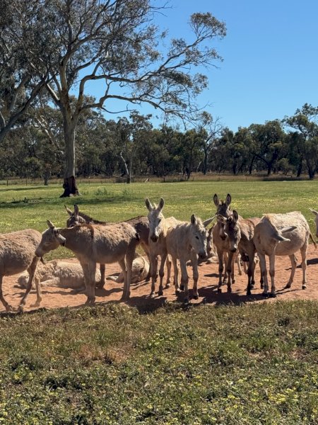 9 Donkeys Mixed ages