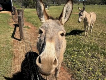 9 Donkeys Mixed ages