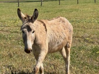 9 Donkeys Mixed ages