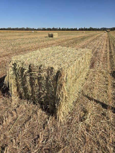 500mt Oaten Hay 600-650kg 8x4x3 Bales (New Season)