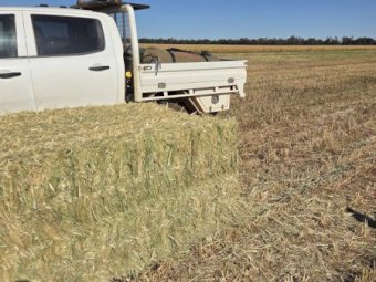 500mt Oaten Hay 600-650kg 8x4x3 Bales (New Season)