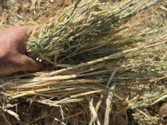 500mt Oaten Hay 600-650kg 8x4x3 Bales (New Season)
