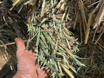 500mt Oaten Hay 600-650kg 8x4x3 Bales (New Season)