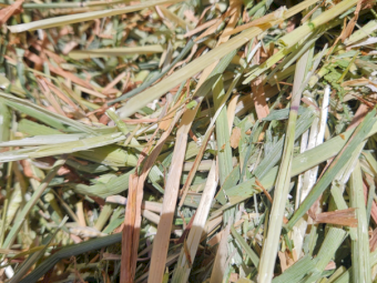 600mt Barley Mix Hay 600kg 8x4x3 Bales