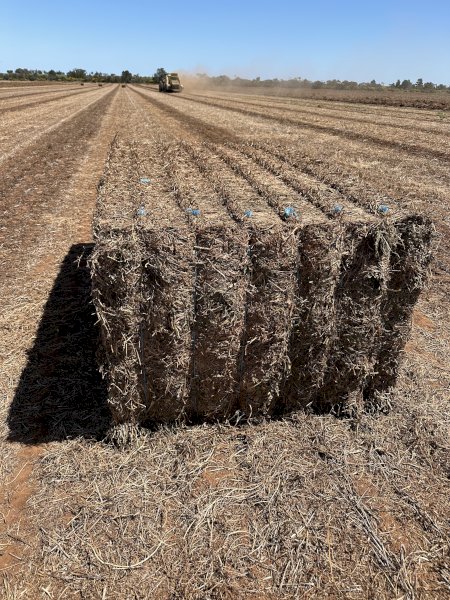 500m/t Vetch Hay 650kg 8x4x3 Bales (New Season)