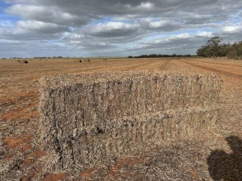 500m/t Vetch Hay 650kg 8x4x3 Bales (New Season)