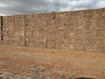 500m/t Vetch Hay 650kg 8x4x3 Bales (New Season)