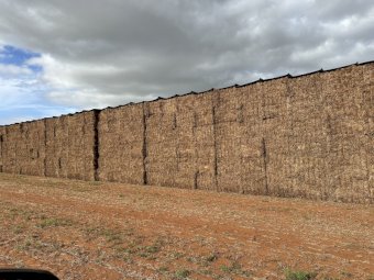 500m/t Vetch Hay 650kg 8x4x3 Bales (New Season)