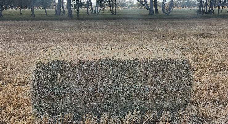 250mt Oaten Hay 600-650kg 8x4x3 Bales (New Season)