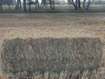 250mt Oaten Hay 600-650kg 8x4x3 Bales (New Season)
