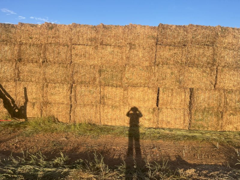 120mt Vetch Hay 600kg 8x4x3 Bales (New Season)