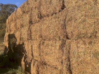 120mt Vetch Hay 600kg 8x4x3 Bales (New Season)