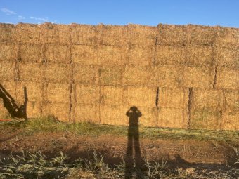 120mt Vetch Hay 600kg 8x4x3 Bales (New Season)