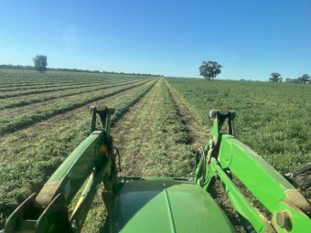 120mt Vetch Hay 600kg 8x4x3 Bales (New Season)