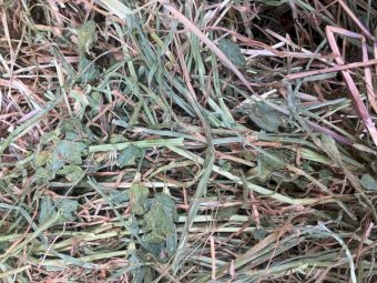 150MT Lucerne / Ryegrass Hay 8X4X3 Large Square Bales