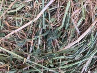 150MT Lucerne / Ryegrass Hay 8X4X3 Large Square Bales