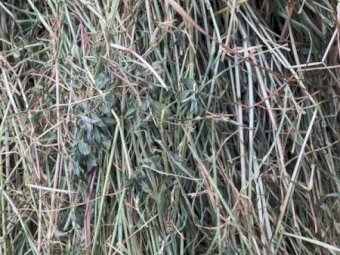 150MT Lucerne / Ryegrass Hay 8X4X3 Large Square Bales