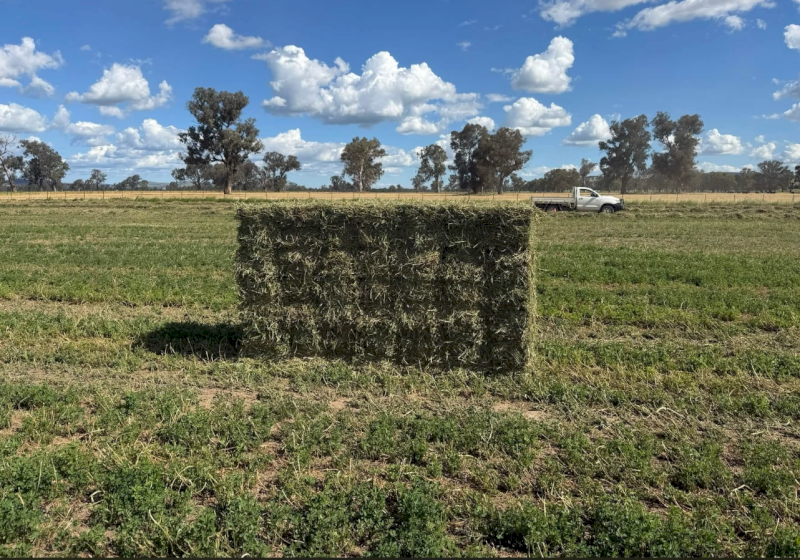 1st Cut Lucerne Hay in Bale Baron Packs