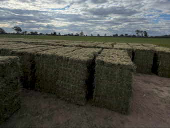 1st Cut Lucerne Hay in Bale Baron Packs
