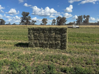 1st Cut Lucerne Hay in Bale Baron Packs