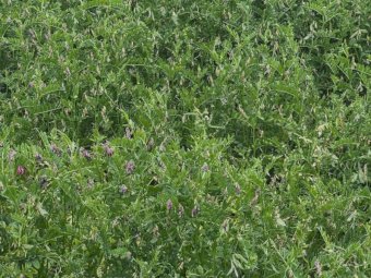 500mt Vetch Hay 5x4 Rolls
