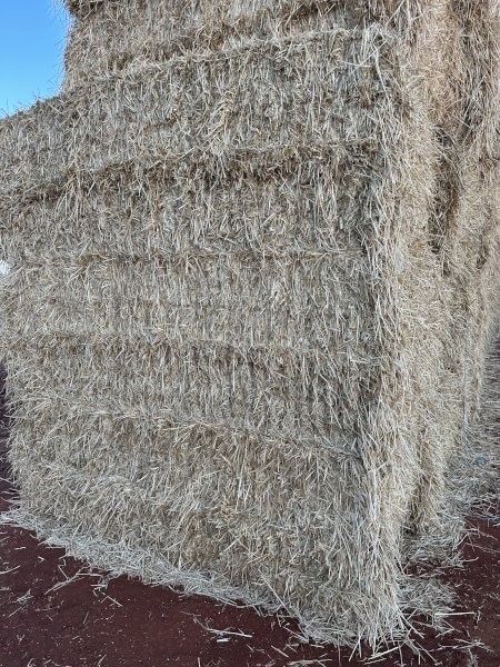 45mt Barley Straw 8x4x3 Bales (Delivered St George QLD Area)
