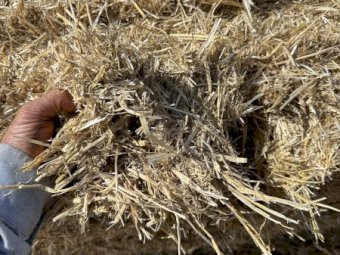 45mt Barley Straw 8x4x3 Bales (Delivered St George QLD Area)