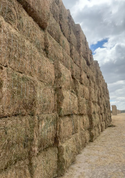 1200mt Vetch Hay 8x4x3 Bales (New Season)