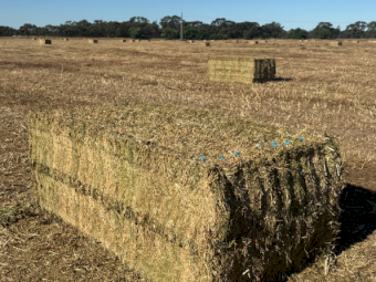 1200mt Vetch Hay 8x4x3 Bales (New Season)